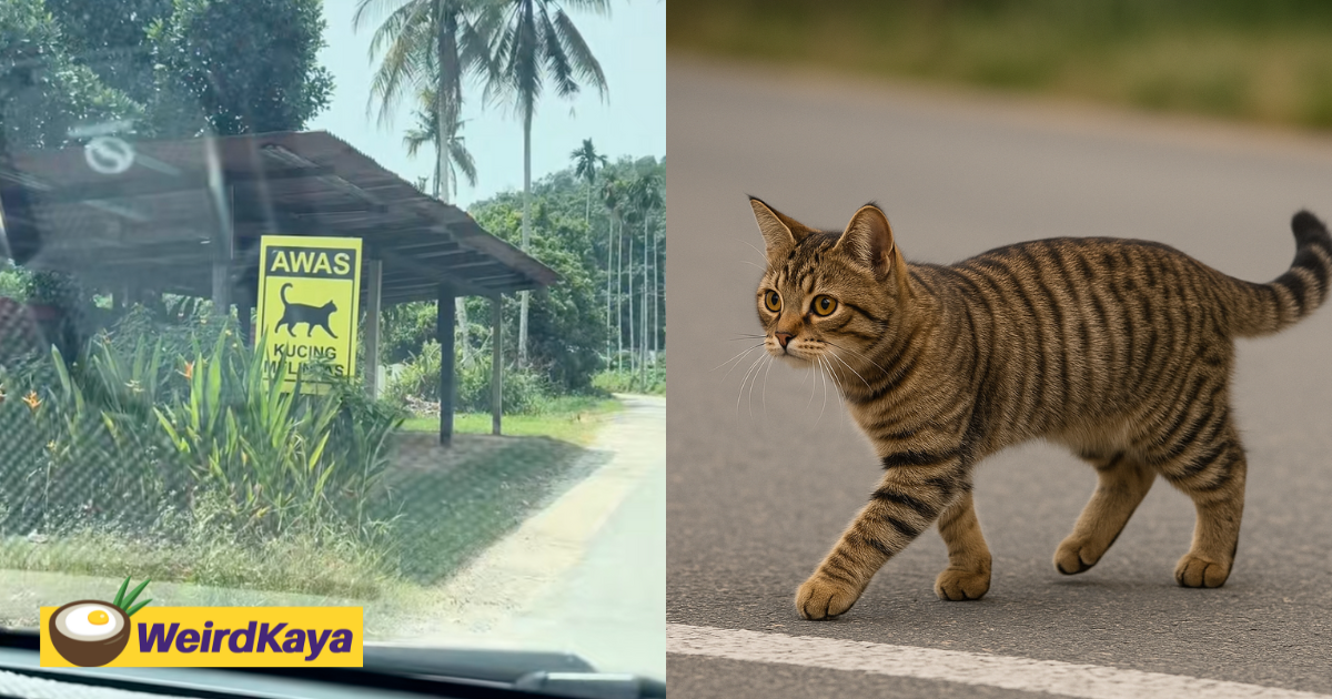 A 'Beware of Cats Crossing' Sign Was Spotted In Kulim & Netizens Think It’s Purr-fectly Thoughtful