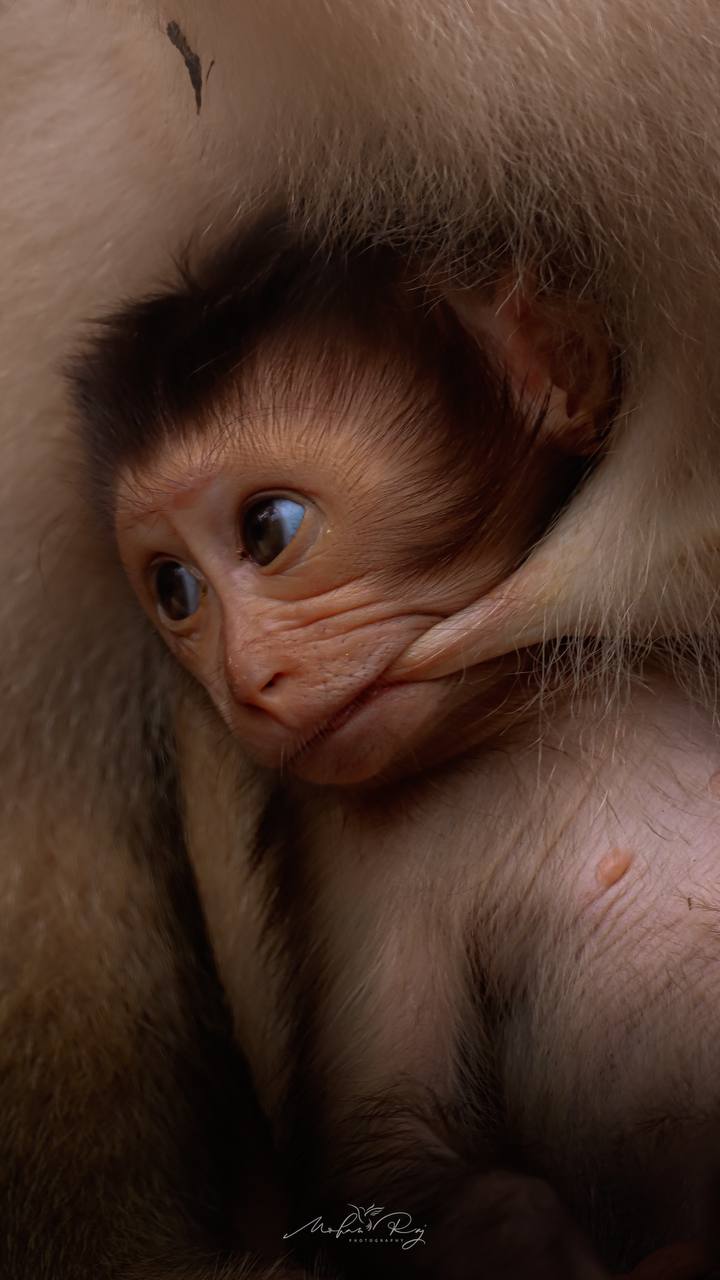 A picture of southern pig-tailed baby macaque taken by mohan raj