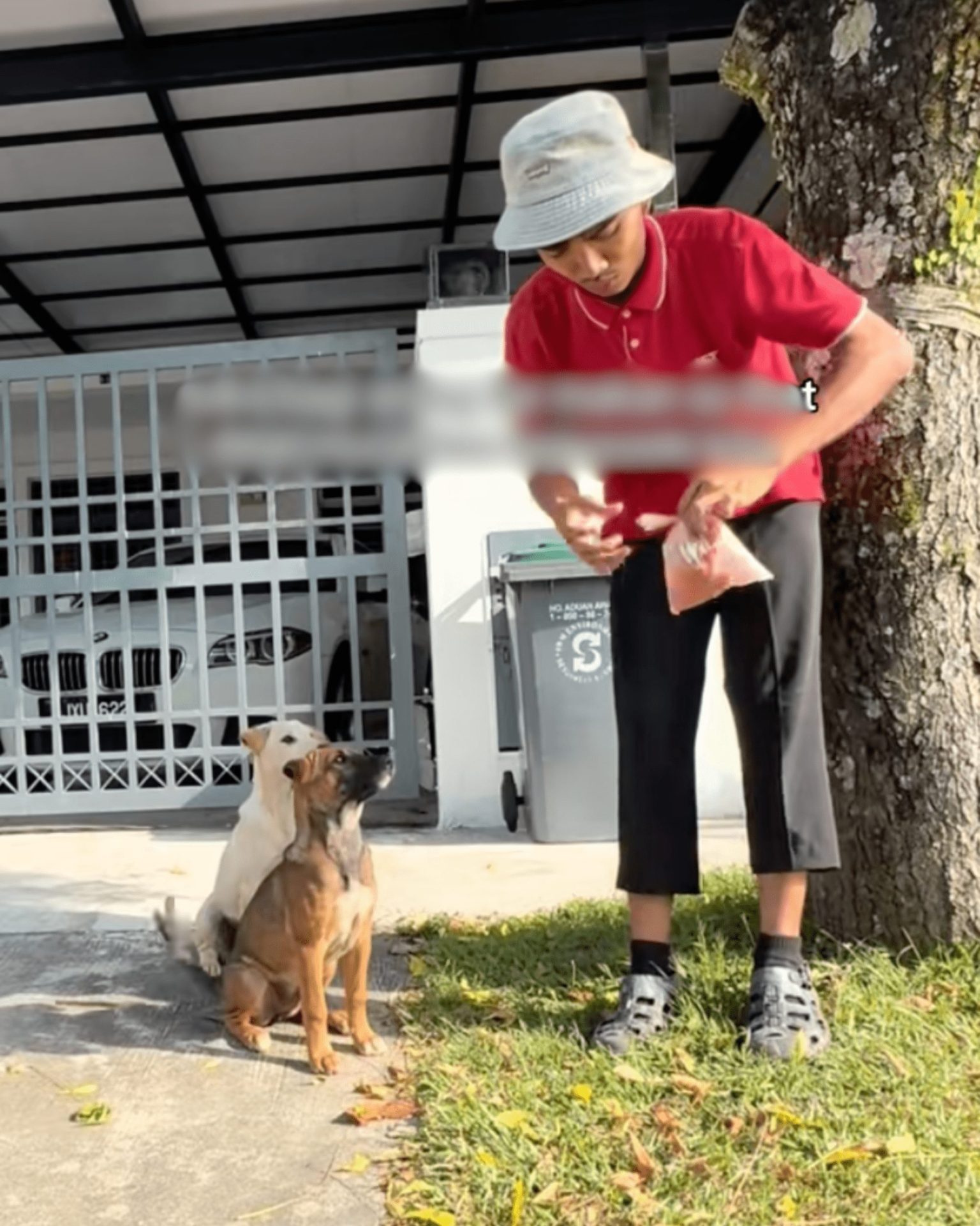 Ali feeding Stray dogs 1