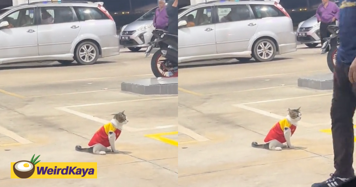 Another cute cat in uniform 'works' at petrol station, seems a bit nervous like it’s her first day | weirdkaya