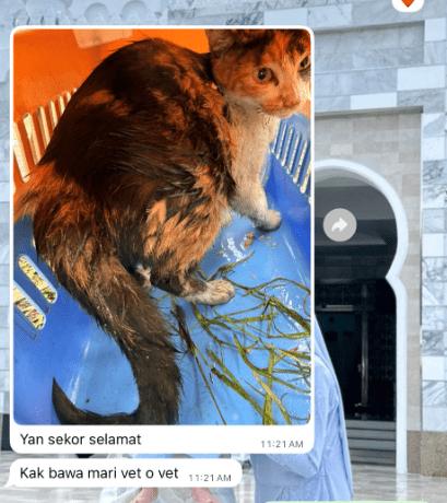 Api Bunga lone survivor (1)