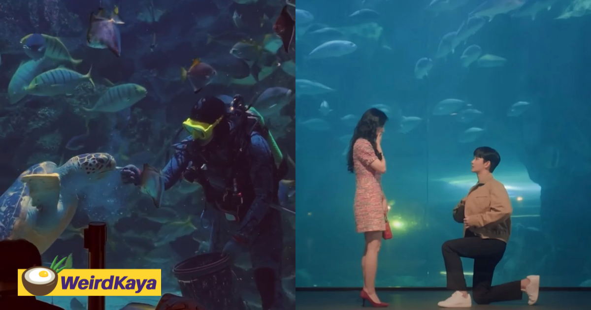 Aquaria klcc is offering shark proposal packages so that you can live out your k-drama fantasy | weirdkaya