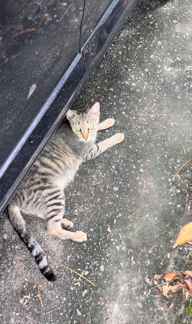 Female cat remains calm even after cheeky monkey snatches her kitten away | weirdkaya