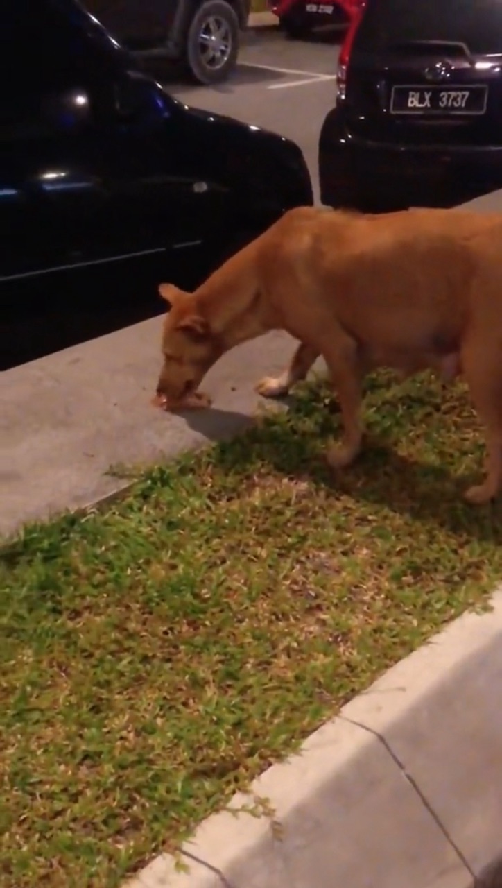 Hungry stray dog in sentul eats some food