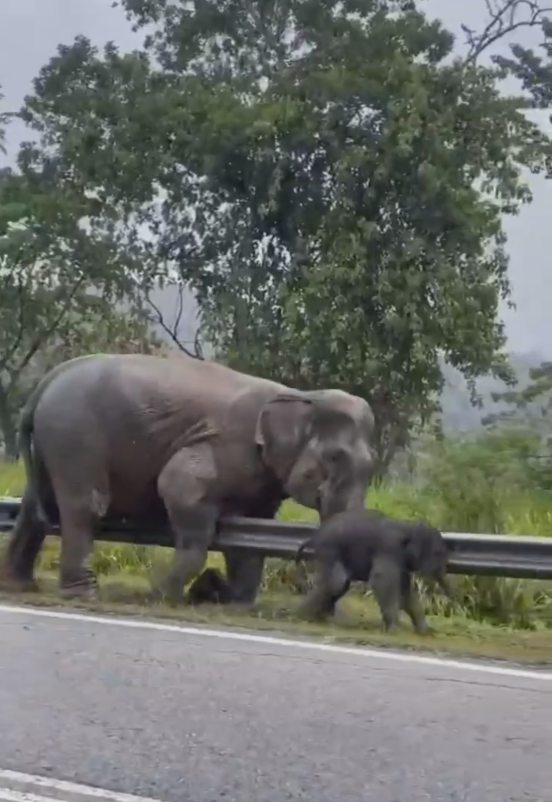 Baby elephant save from drain (2)