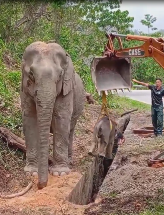 Baby elephant save from drain (3)