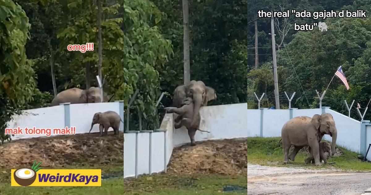 Baby Elephant’s Mischievous Escape At Pejabat Perikanan M'sia Goes Viral