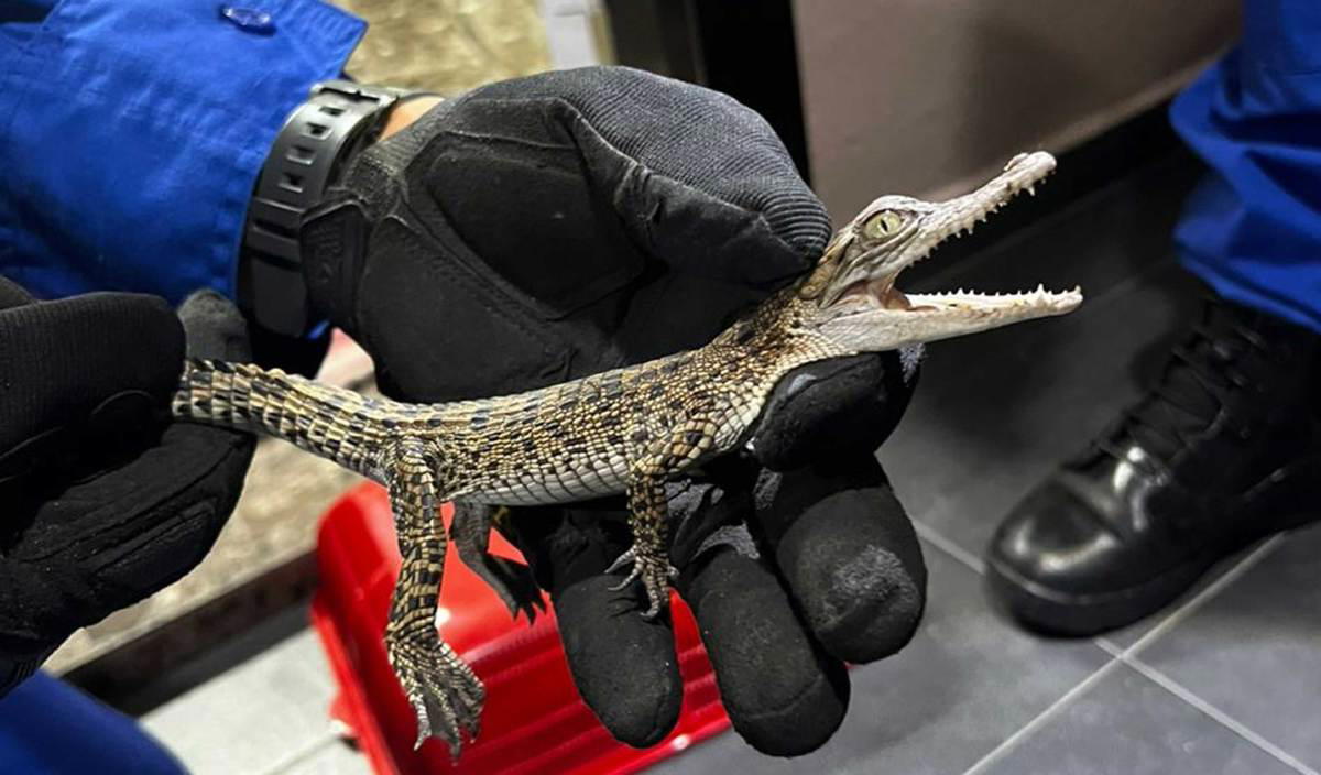 Apm officers holding the baby crocodile