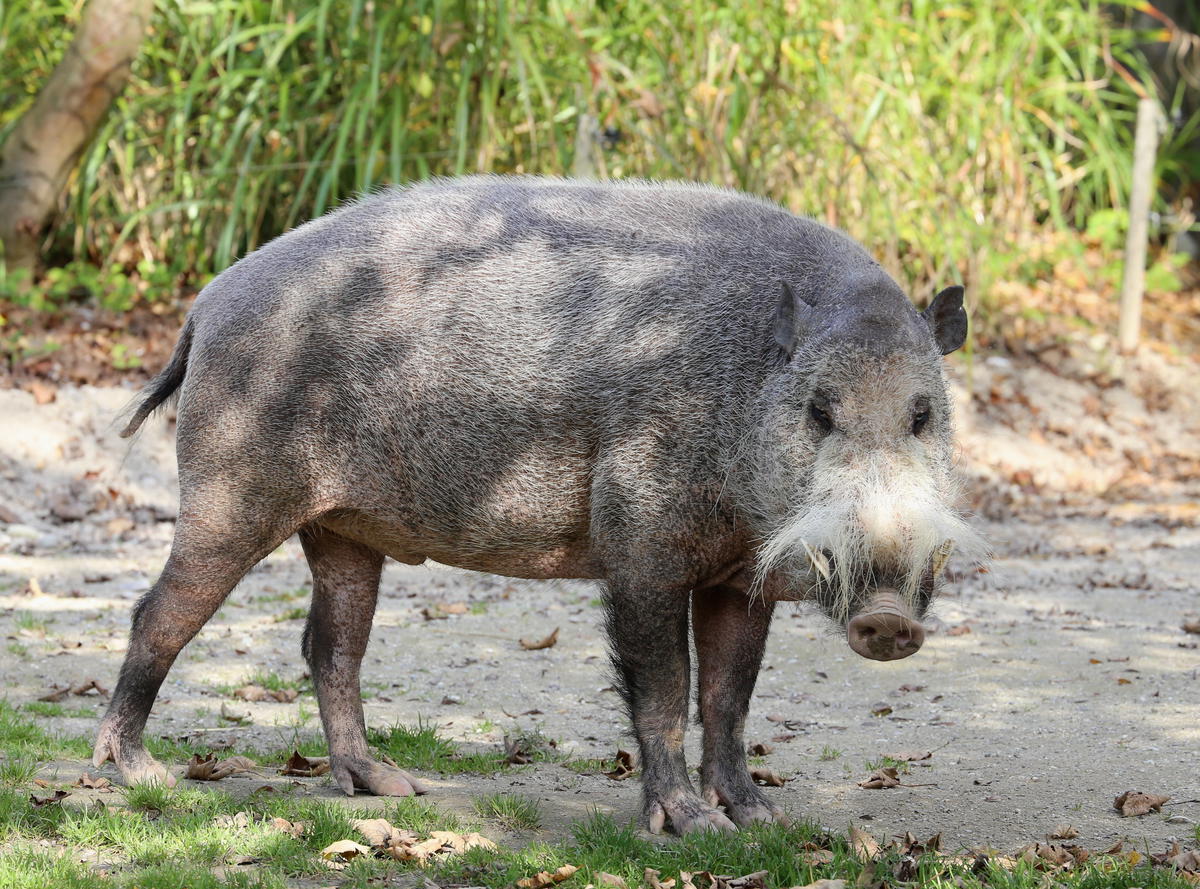 Bartschwein_Sus_barbatus_Tierpark_Hellabrunn-6