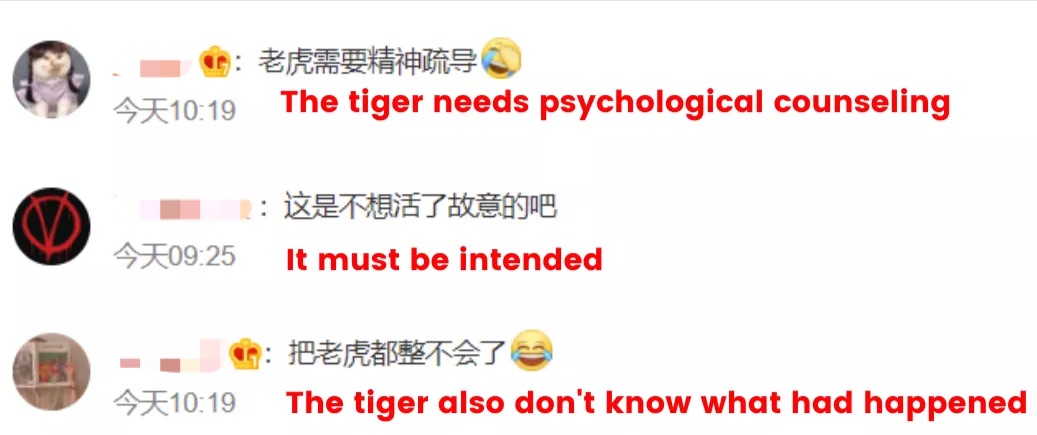 Chinese tourist ignores zoo staff's warning and provokes several white tigers, triggering widespread panic | weirdkaya