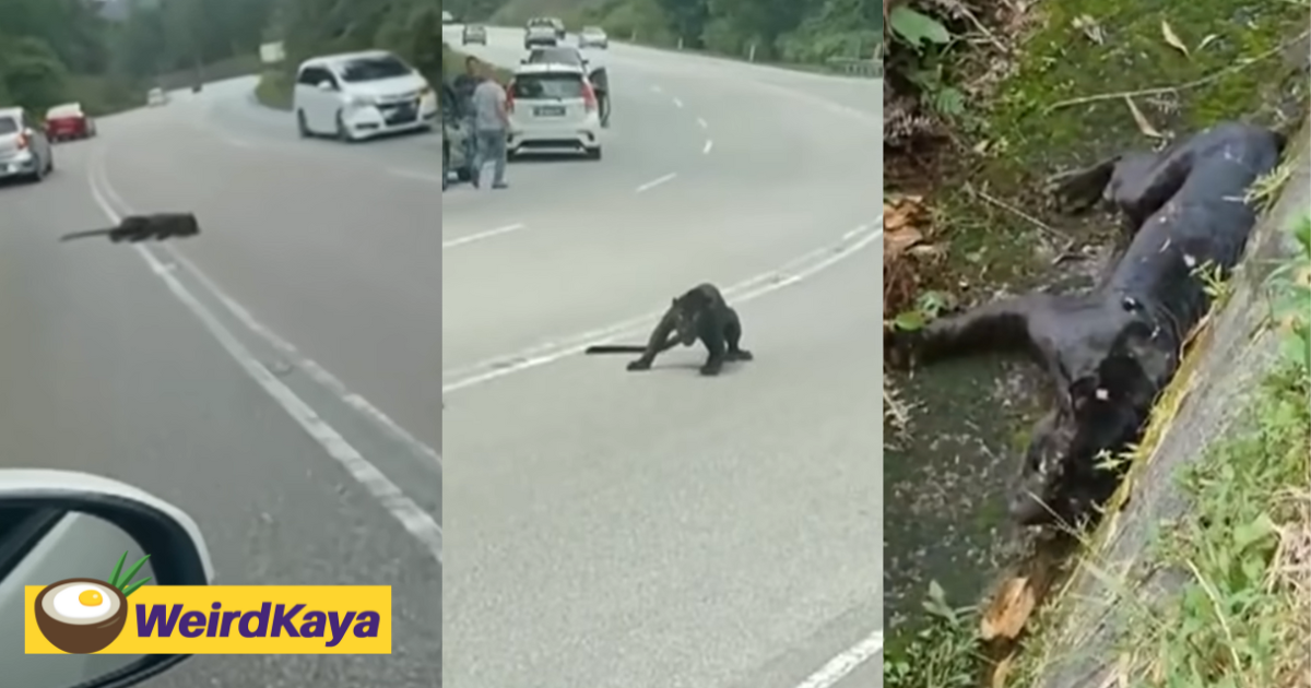 Black panther dies after getting knocked down by mpv in negri sembilan | weirdkaya
