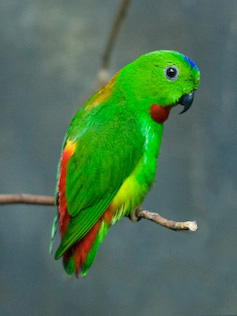 Blue-crowned_Hanging_Parrot_(Loriculus_galgulus)_4c