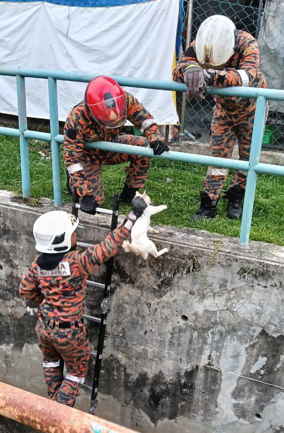 Bomba cat rescue