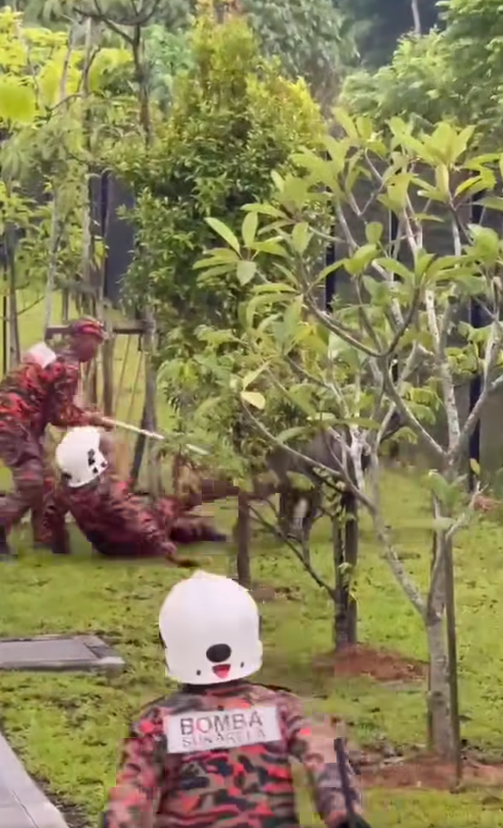 Bomba fighting wild boar