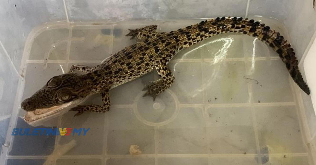 Baby crocodile in a container