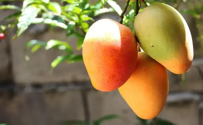 Bunch of mangoes