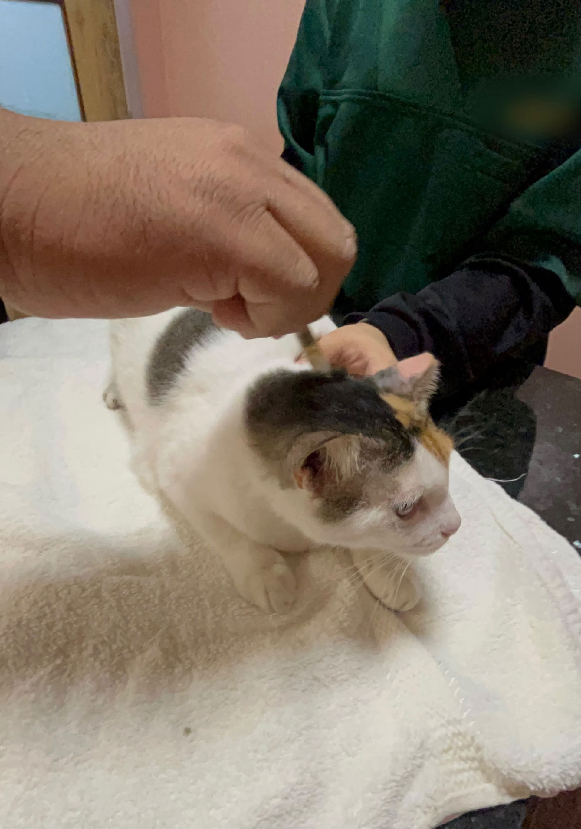 cantik at vet
