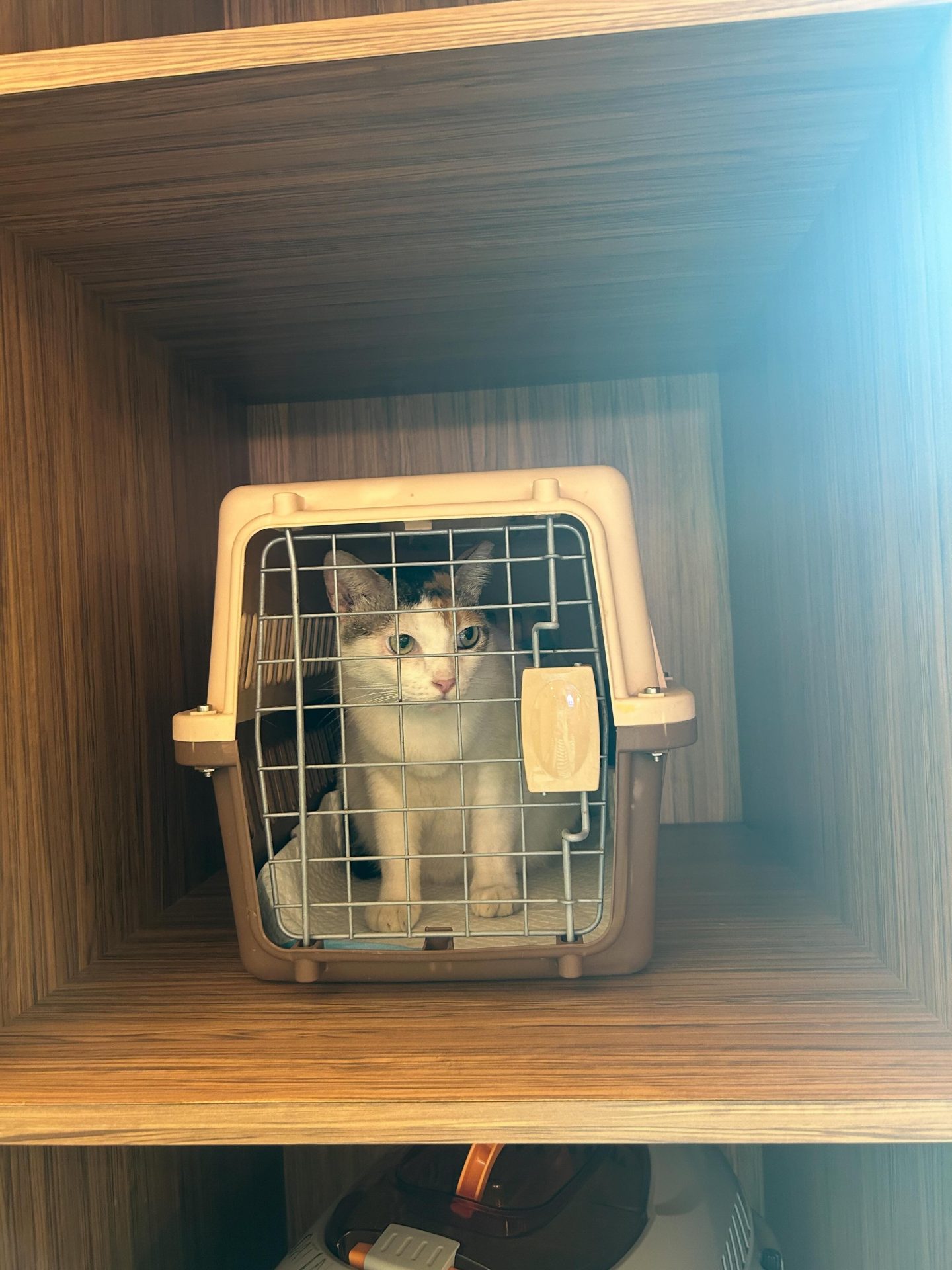 cantik in a cage