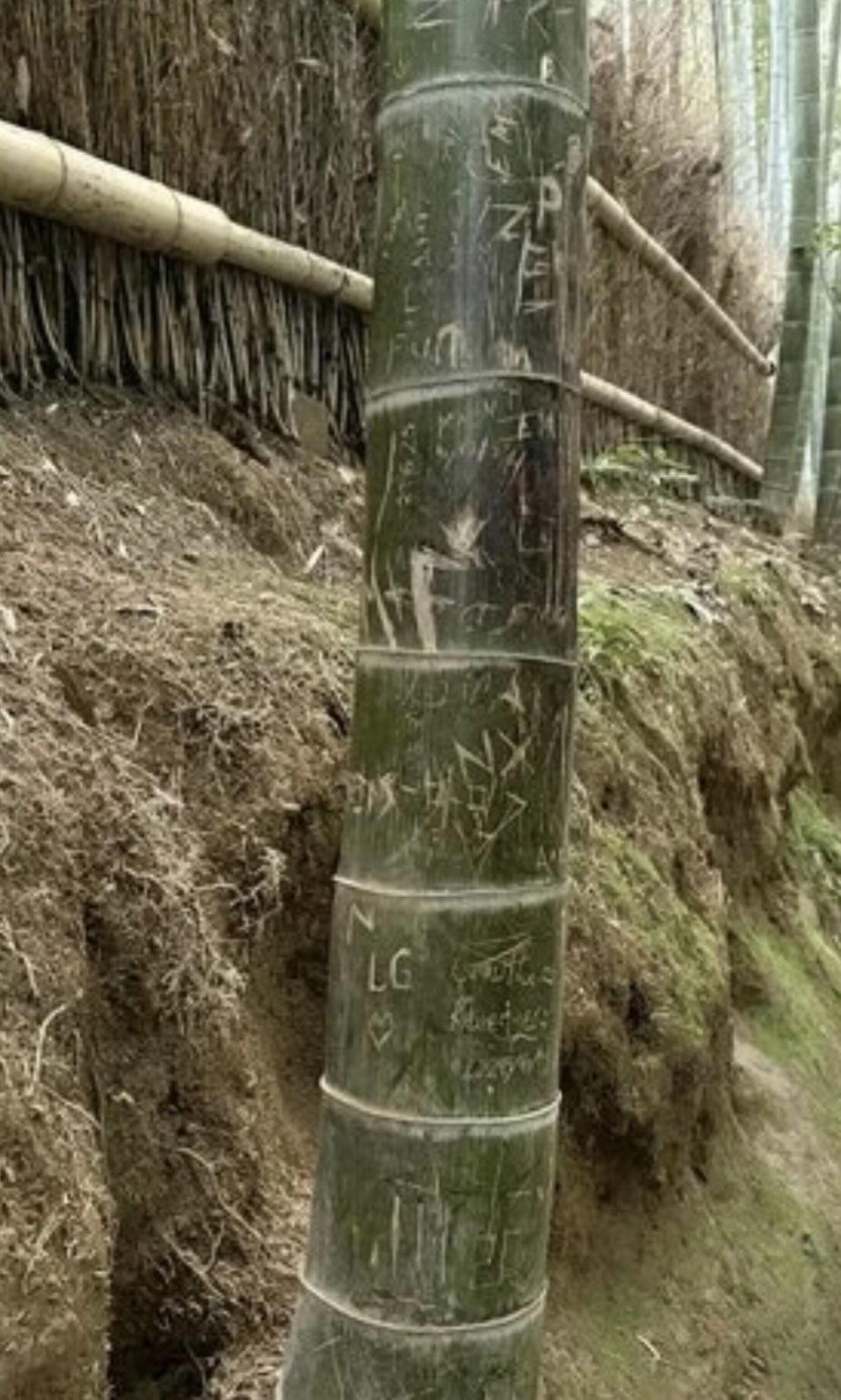 carvings on bamboo Japanese Arashiyama