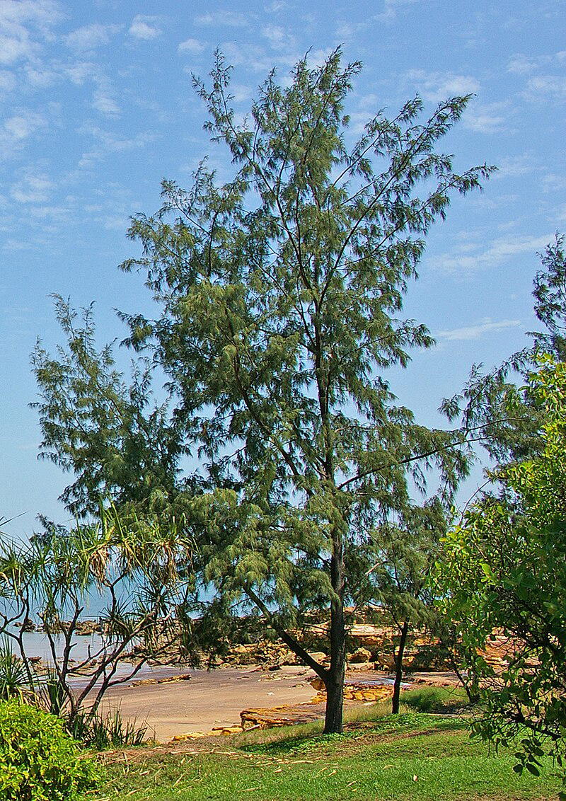 Casuarina tree