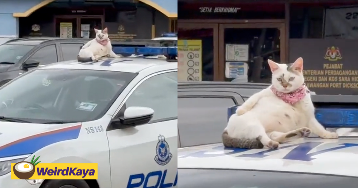 Cat Casually Chills On Top Of Police Car In Port Dickson Like A Boss