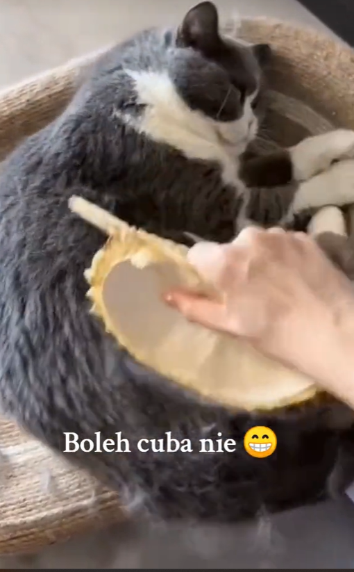 Cat enjoys being combed with durian shell