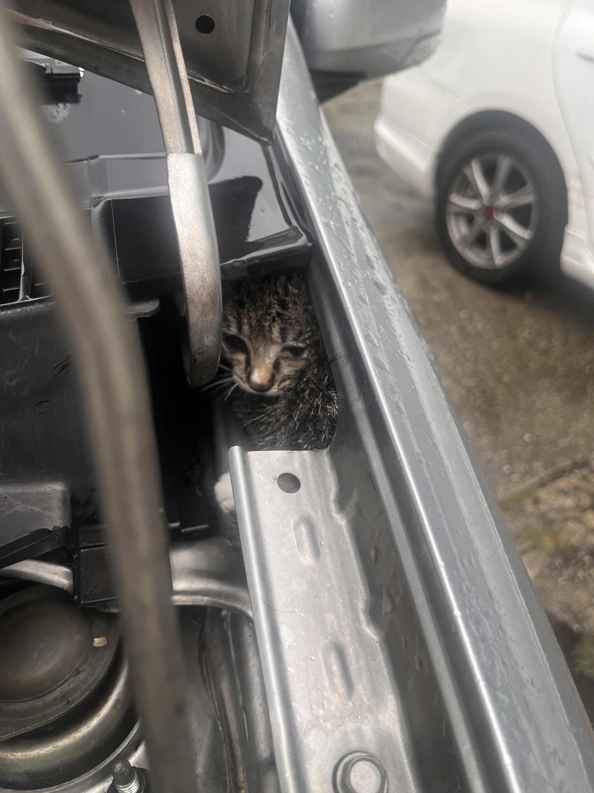 Cat hiding in engine