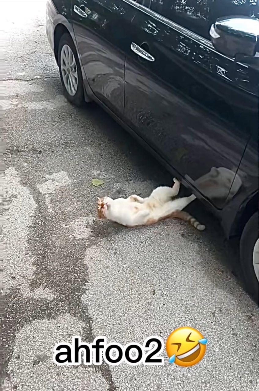 Cat laying on the road