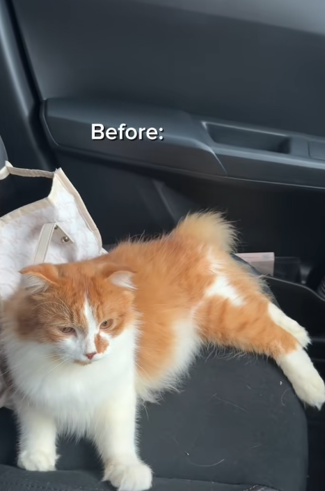 Cat lock itself inside (1)