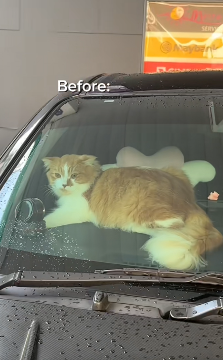 Cat lock itself inside (2)