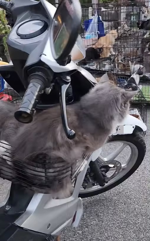 Cat observes other cats being moved into lorry