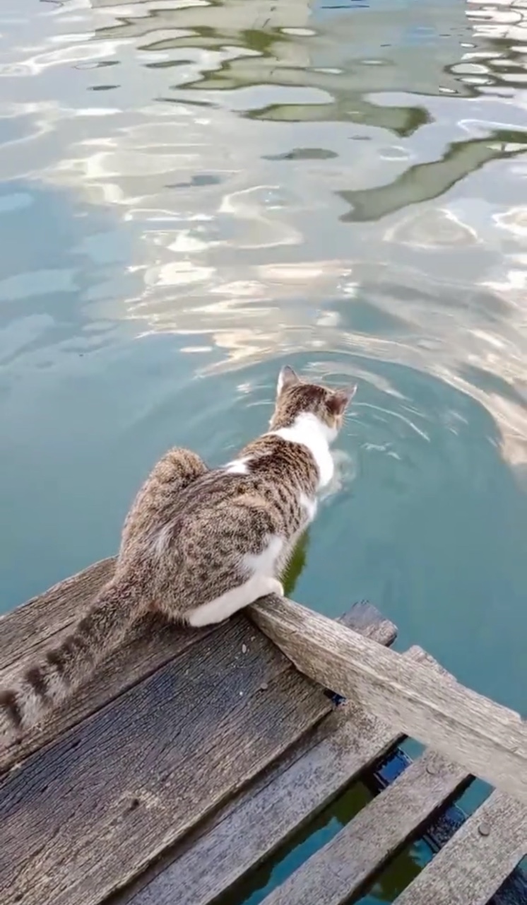 Cat plating with river water