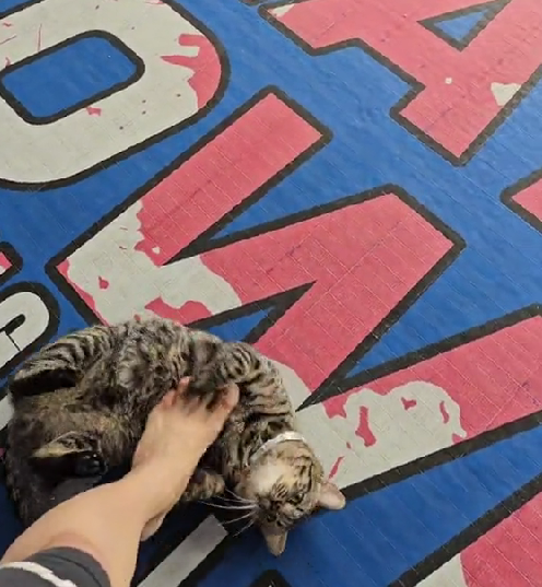 Cat prefer feet petting (2)