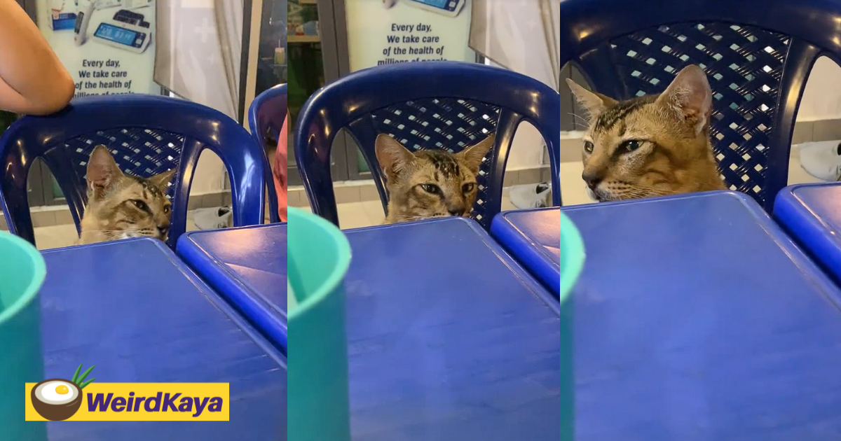 Cat seen chilling while waiting for its order to be served at mamak stall | weirdkaya