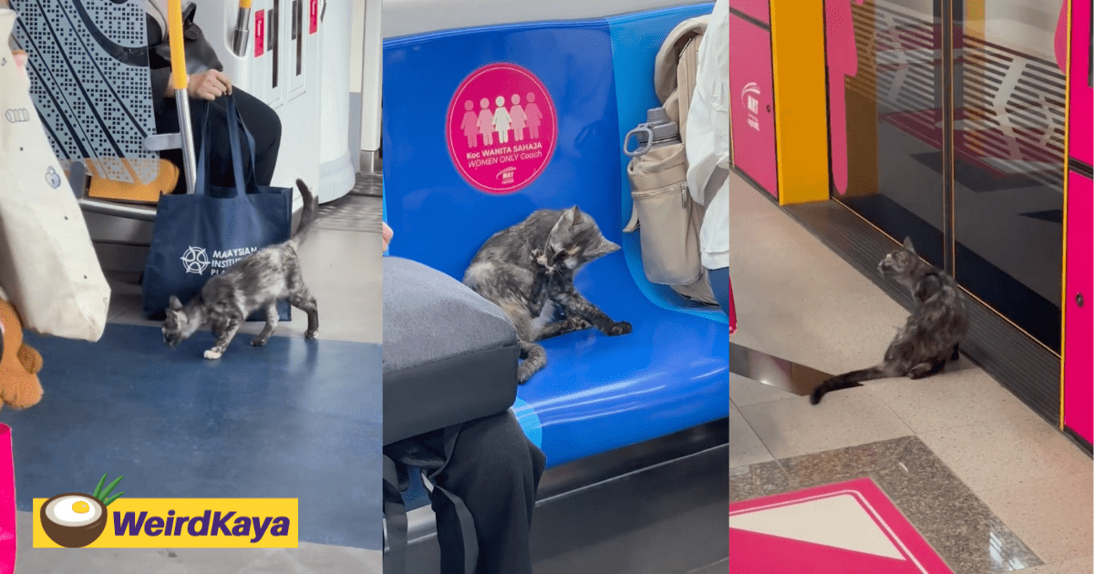 Cat Seen Wandering Around MRT Stations & Even Took A Ride On The Train