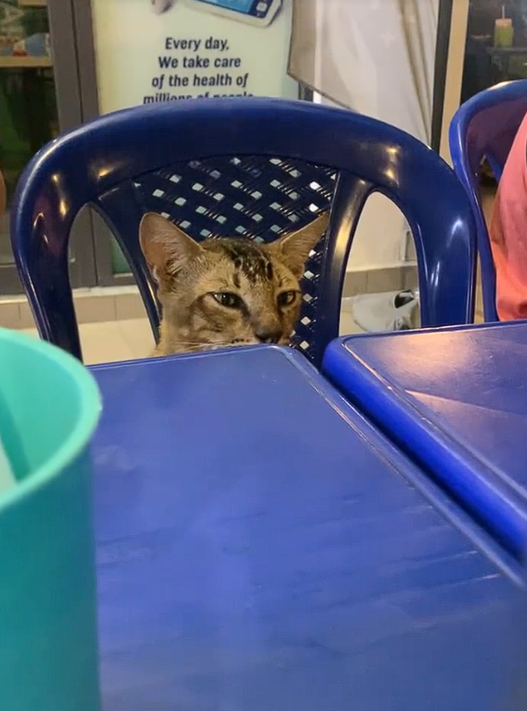 Cat sitting at mamak (2)