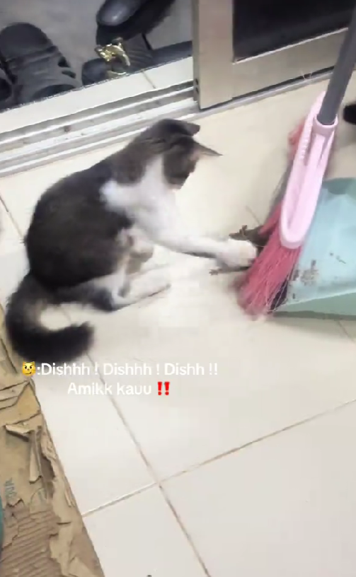 cat slapping a rat at kelantan
