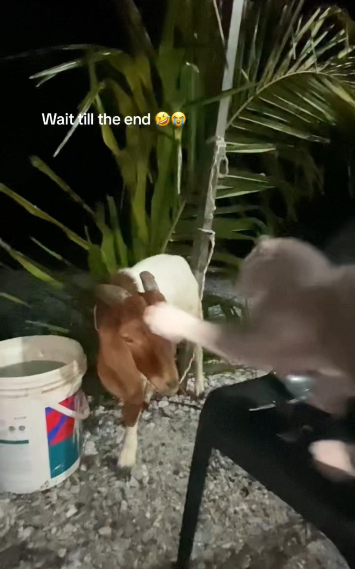 Cat slapping goat