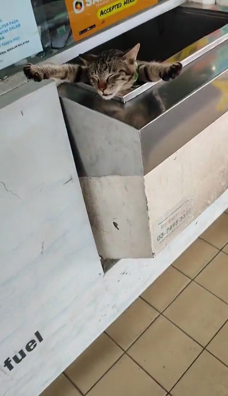 Cat sleeping in a petrol station payment counter