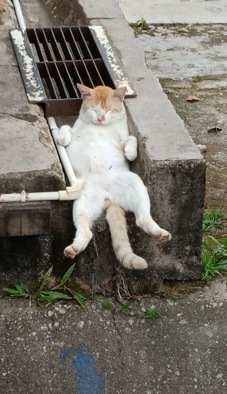 Cat sleeping in the drain