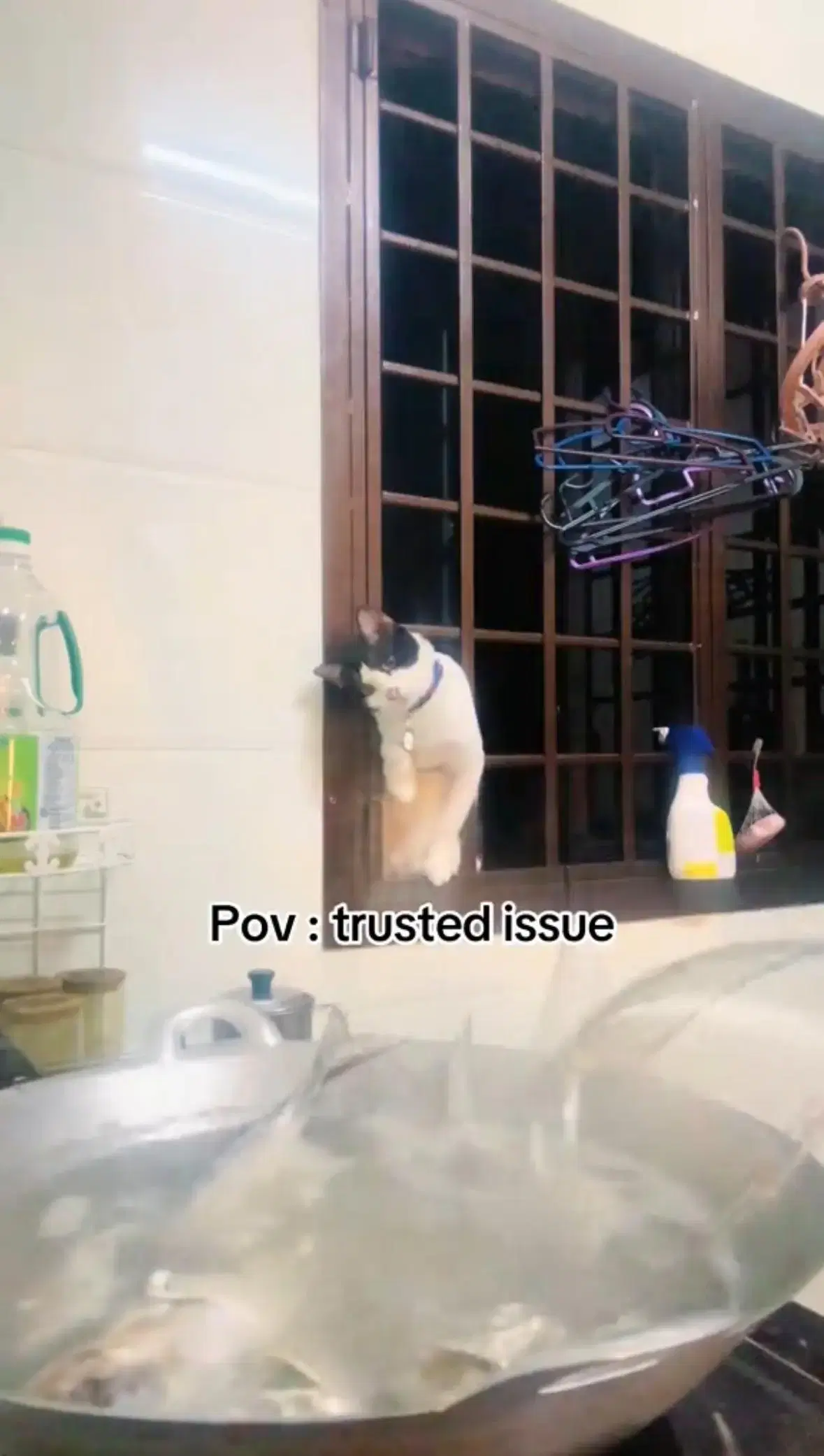 cat staring at fish 1