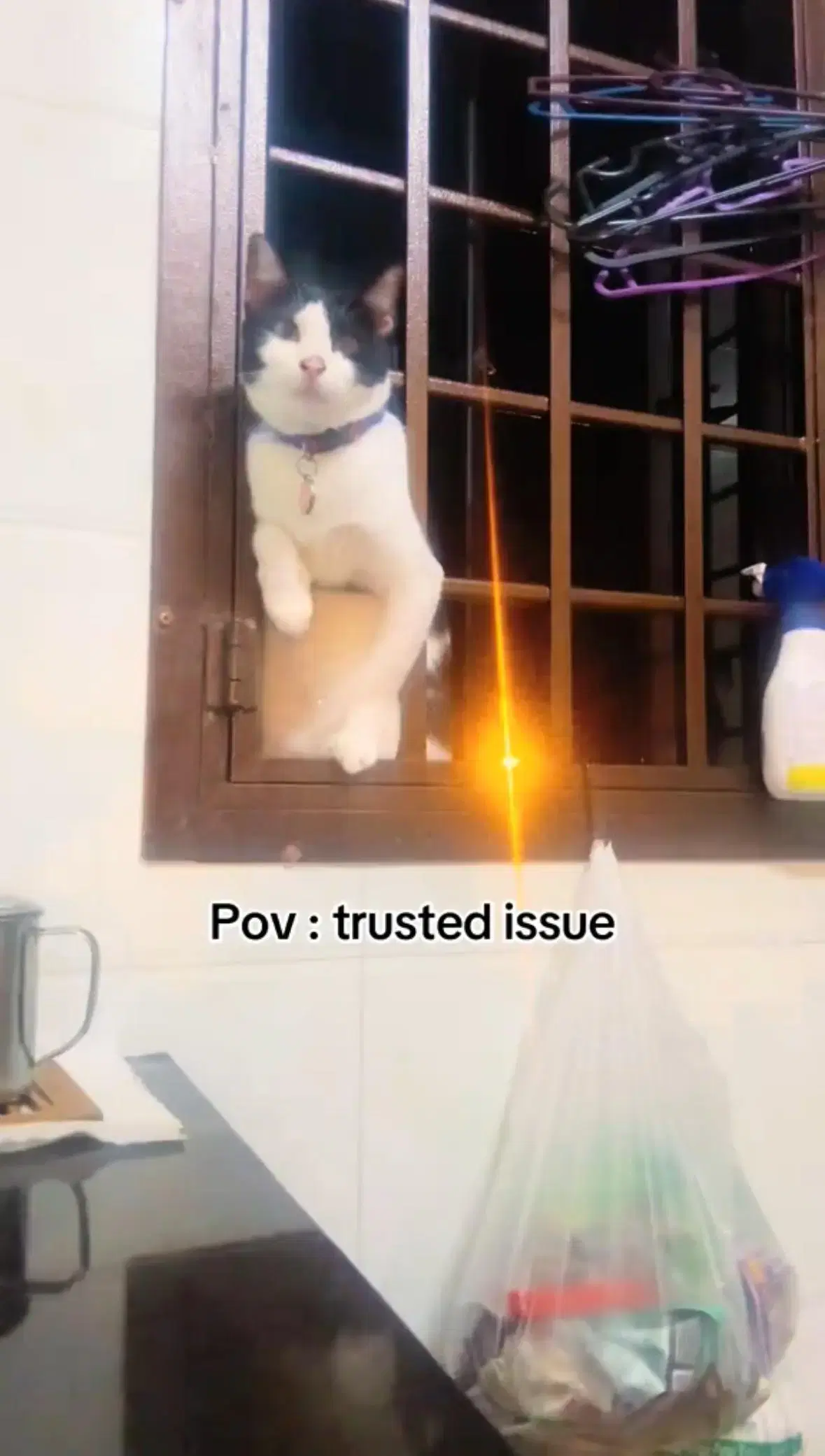 cat staring at fish 2