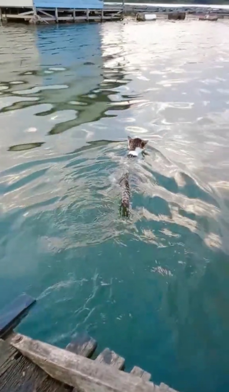 Cat swimming in river