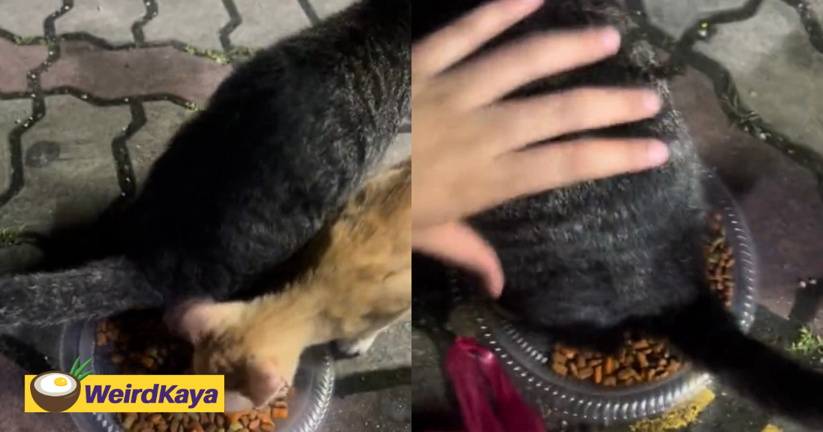 Cat tries to poop on cat food offered by kind m’sian woman rather than eat it | weirdkaya