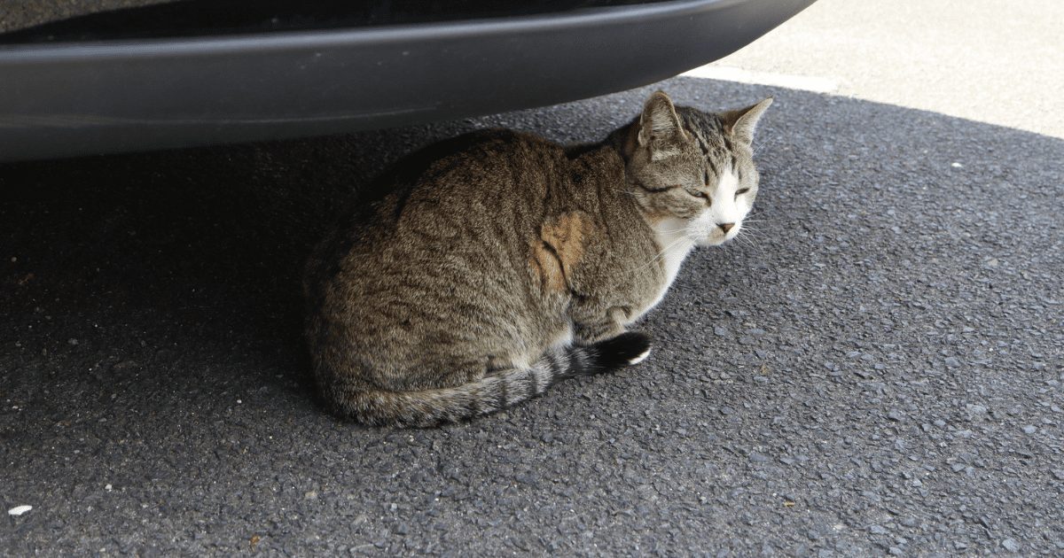 cat under the car