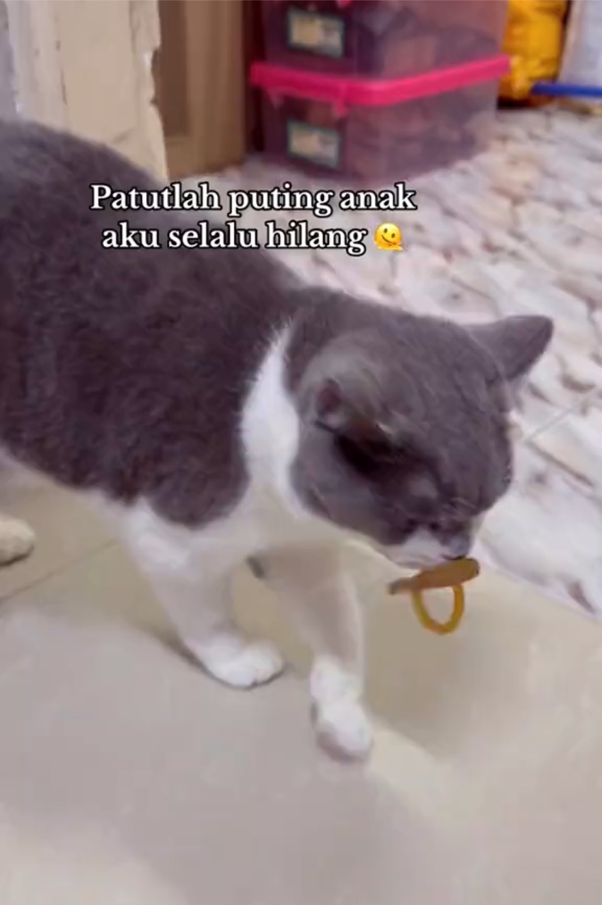 Cat using pacifier