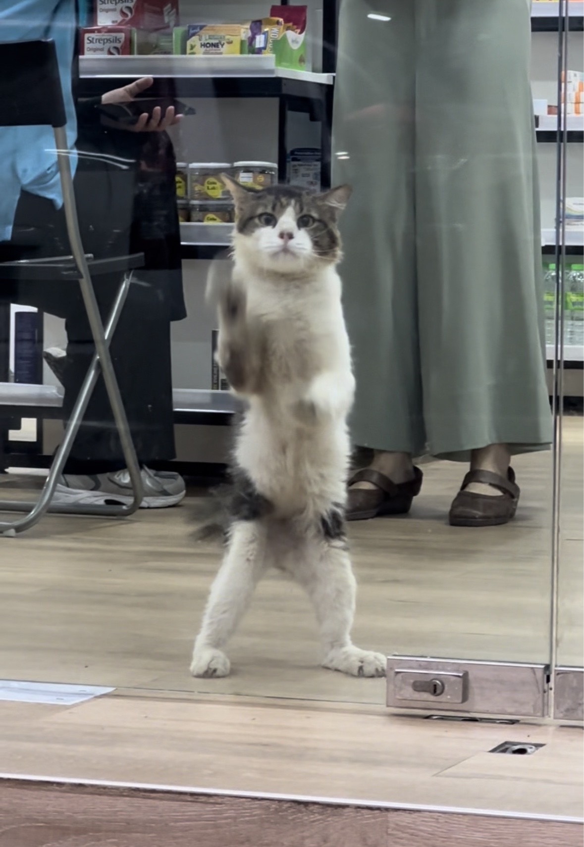 Cat wiping local convenient store glass door