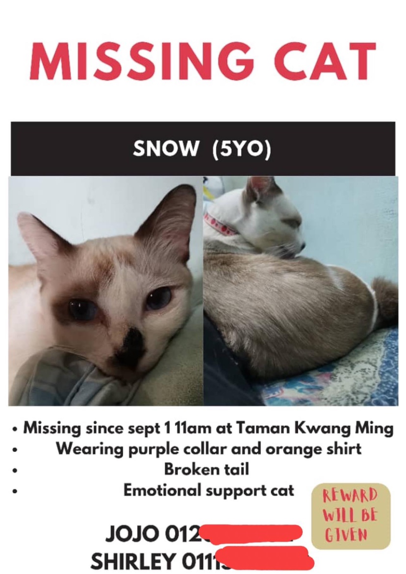 'catnapper' demands rm6k ransom if the owner wants their cat to be safe