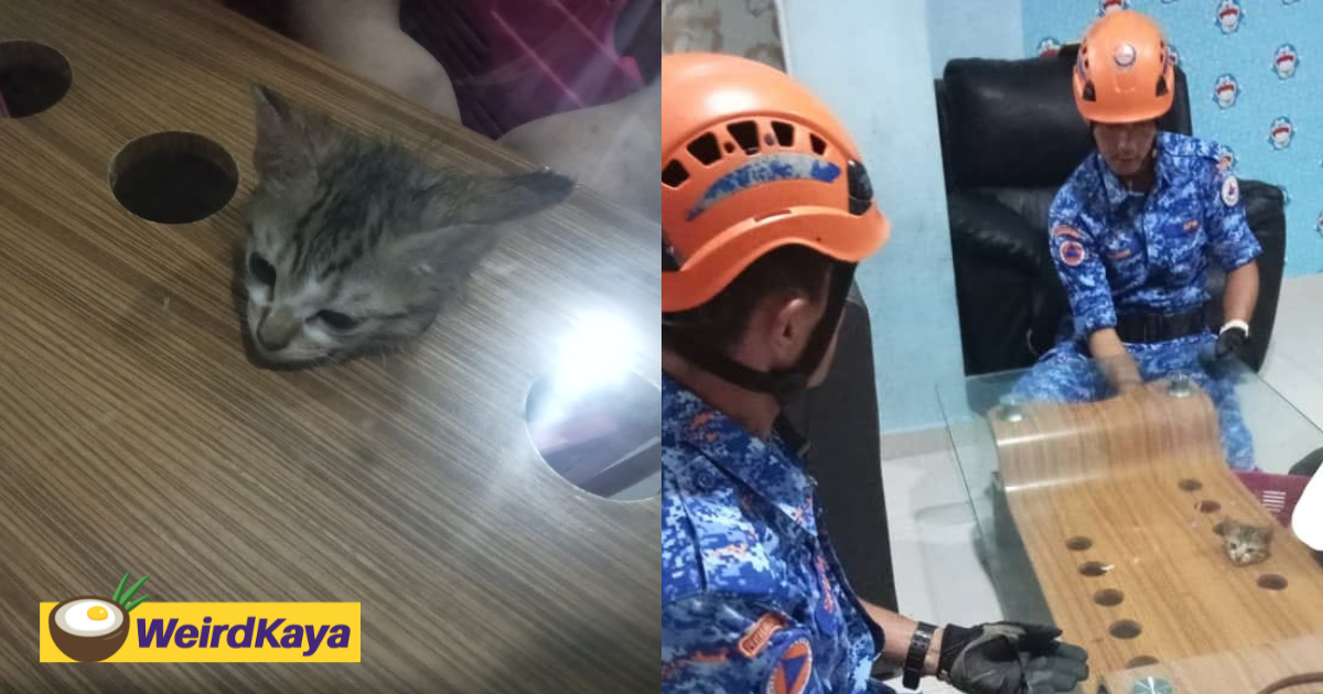 Cat's head got stuck in coffee table hole in sandakan, sabah rescue team cut open the table to save it | weirdkaya