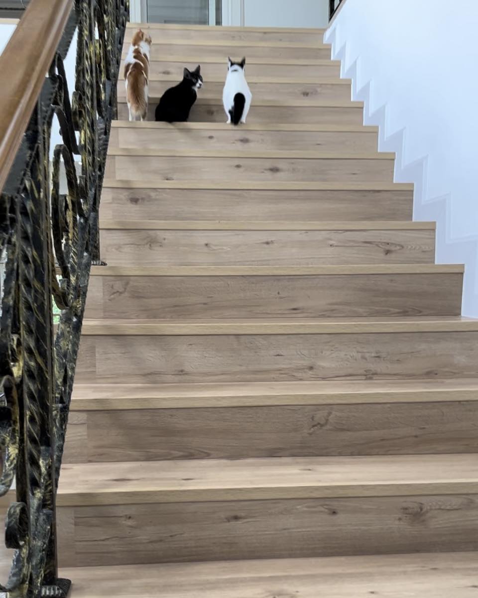 Cats on staircase